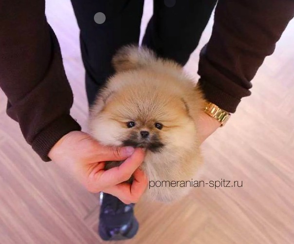 Купить щенка померанского шпица недорого в Москве 